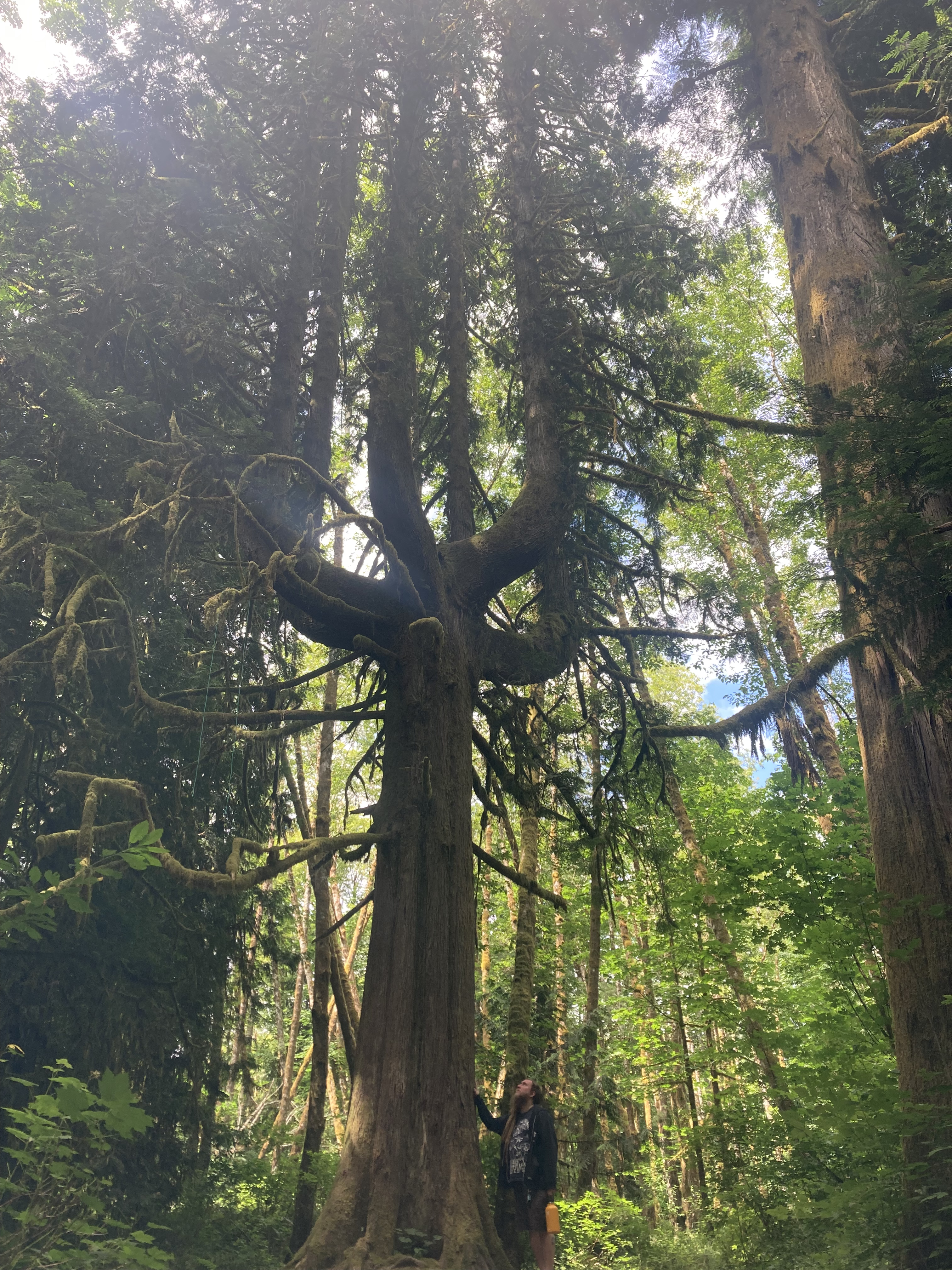 Old growth forest